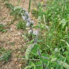 Mentha spicata (Garden Mint) at Stirling Park - 13 Jan 2024 by jpittock