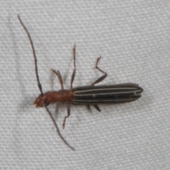 Syllitus microps (Longicorn or Longhorn beetle) at Higgins, ACT - 10 Jan 2024 by AlisonMilton
