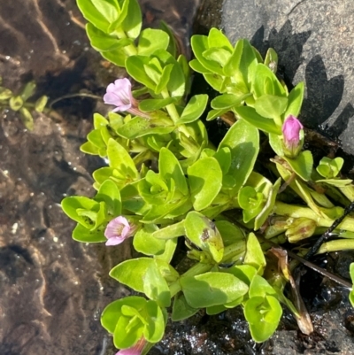 Gratiola peruviana (Australian Brooklime) at The Tops at Nurenmerenmong - 11 Jan 2024 by JaneR