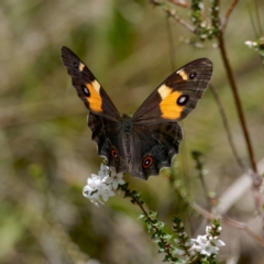 Tisiphone abeona (Varied Sword-grass Brown) at Tallaganda State Forest - 12 Jan 2024 by DPRees125