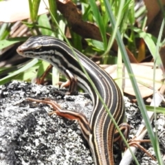 Ctenotus taeniolatus (Copper-tailed Skink) at Tharwa, ACT - 13 Jan 2024 by JohnBundock