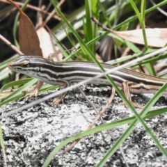 Ctenotus taeniolatus at Namadgi National Park - 13 Jan 2024