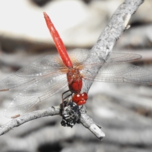 Diplacodes haematodes at Namadgi National Park - 13 Jan 2024