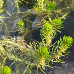 Myriophyllum variifolium (Varied Water-milfoil) at The Tops at Nurenmerenmong - 11 Jan 2024 by JaneR