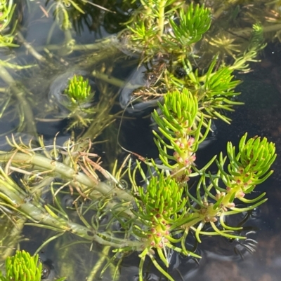 Myriophyllum variifolium (Varied Water-milfoil) at The Tops at Nurenmerenmong - 11 Jan 2024 by JaneR