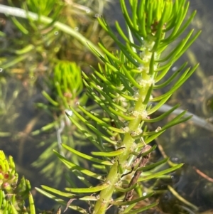 Myriophyllum variifolium at The Tops at Nurenmerenmong - 11 Jan 2024