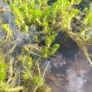 Myriophyllum variifolium at The Tops at Nurenmerenmong - 11 Jan 2024