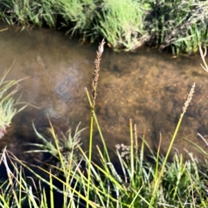 Carex appressa at The Tops at Nurenmerenmong - 11 Jan 2024