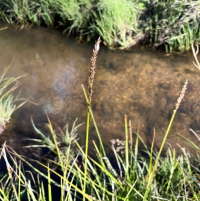 Carex appressa (Tall Sedge) at Nurenmerenmong, NSW - 11 Jan 2024 by JaneR