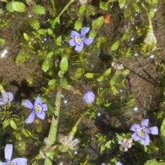 Isotoma fluviatilis subsp. australis (Swamp Isotome) at Bago State Forest - 12 Jan 2024 by JaneR