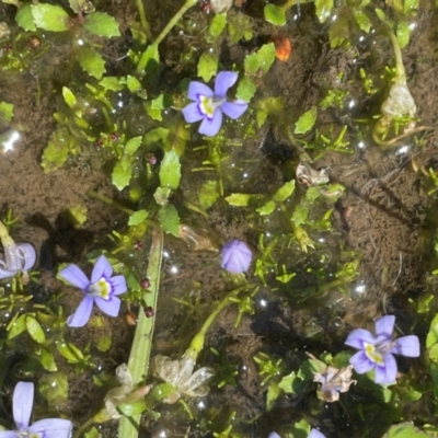 Isotoma fluviatilis subsp. australis (Swamp Isotome) at Nurenmerenmong, NSW - 12 Jan 2024 by JaneR