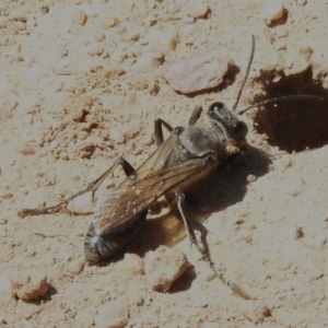 Pompilidae (family) at Namadgi National Park - 13 Jan 2024 11:51 AM