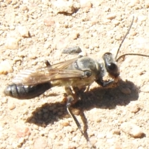 Pompilidae (family) at Namadgi National Park - 13 Jan 2024