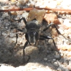 Pompilidae (family) at Namadgi National Park - 13 Jan 2024