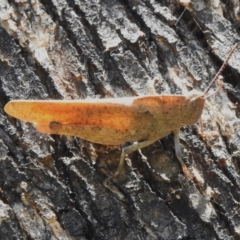 Goniaea opomaloides (Mimetic Gumleaf Grasshopper) at Tharwa, ACT - 13 Jan 2024 by JohnBundock