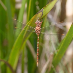 Archaeosynthemis orientalis (Eastern Brown Tigertail) at Tallaganda State Forest - 12 Jan 2024 by DPRees125