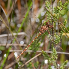 Archaeosynthemis orientalis at QPRC LGA - 12 Jan 2024