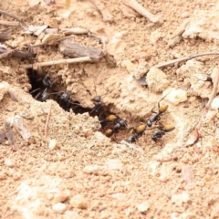 Camponotus aeneopilosus (A Golden-tailed sugar ant) at Dryandra St Woodland - 12 Jan 2024 by ConBoekel