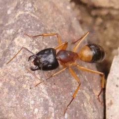 Camponotus consobrinus (Banded sugar ant) at Dryandra St Woodland - 12 Jan 2024 by ConBoekel