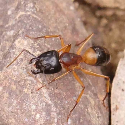 Camponotus consobrinus (Banded sugar ant) at O'Connor, ACT - 12 Jan 2024 by ConBoekel
