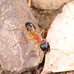 Camponotus consobrinus at Dryandra St Woodland - 13 Jan 2024