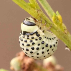 Dicranosterna immaculata (Acacia leaf beetle) at Dryandra St Woodland - 13 Jan 2024 by ConBoekel