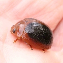 Dicranosterna immaculata at Dryandra St Woodland - 13 Jan 2024