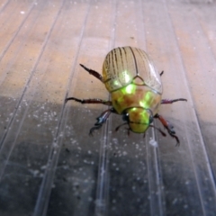 Unidentified Other beetle at Avoca, QLD - 7 Jan 2024 by Gaylesp8