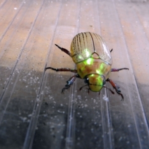 Anoplognathus sp. (genus) at Avoca, QLD - suppressed