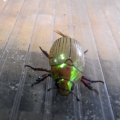 Anoplognathus sp. (genus) at Avoca, QLD - suppressed