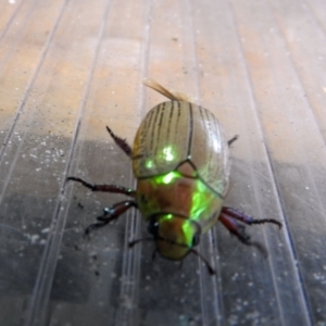 Anoplognathus sp. (genus) at Avoca, QLD - suppressed