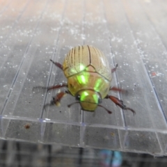 Anoplognathus sp. (genus) at Avoca, QLD - 8 Jan 2024