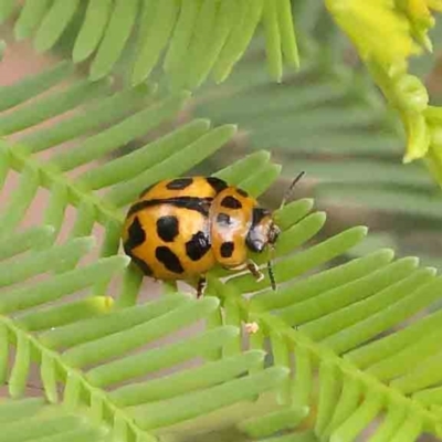 Peltoschema oceanica (Oceanica leaf beetle) at Dryandra St Woodland - 13 Jan 2024 by ConBoekel