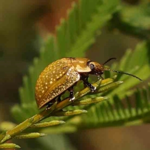 Paropsisterna cloelia at Dryandra St Woodland - 13 Jan 2024