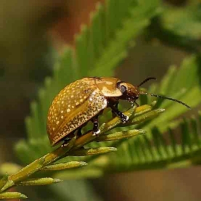 Paropsisterna cloelia (Eucalyptus variegated beetle) at Dryandra St Woodland - 12 Jan 2024 by ConBoekel