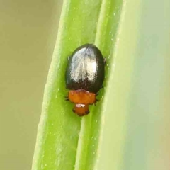 Nisotra sp. (genus) (Flea beetle) at Dryandra St Woodland - 13 Jan 2024 by ConBoekel