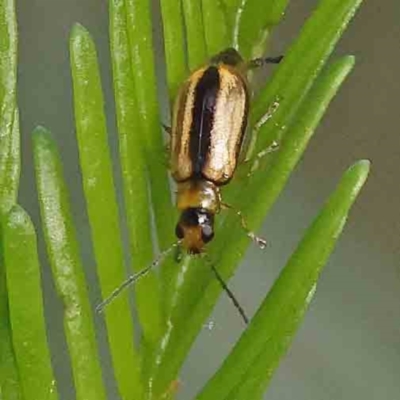 Monolepta froggatti (Leaf beetle) at Dryandra St Woodland - 12 Jan 2024 by ConBoekel