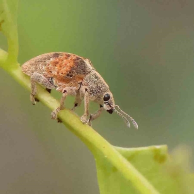 Gonipterus scutellatus (Eucalyptus snout beetle, gum tree weevil) at Dryandra St Woodland - 12 Jan 2024 by ConBoekel