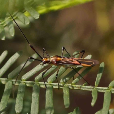 Rayieria acaciae (Acacia-spotting bug) at Dryandra St Woodland - 13 Jan 2024 by ConBoekel