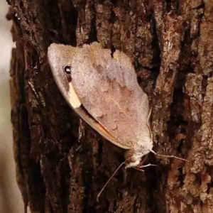 Heteronympha merope at Dryandra St Woodland - 13 Jan 2024 09:30 AM