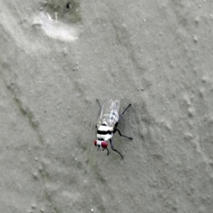 Anthomyiidae (family) at Avoca, QLD - suppressed