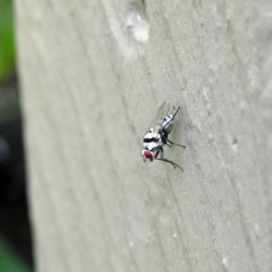 Anthomyiidae (family) at Avoca, QLD - suppressed