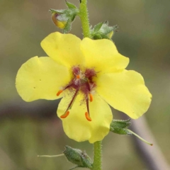 Verbascum virgatum (Green Mullein) at Dryandra St Woodland - 13 Jan 2024 by ConBoekel