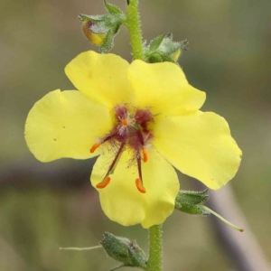 Verbascum virgatum at Dryandra St Woodland - 13 Jan 2024