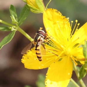 Simosyrphus grandicornis at Dryandra St Woodland - 13 Jan 2024