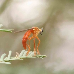 Unidentified Robber fly (Asilidae) at Dryandra St Woodland - 12 Jan 2024 by ConBoekel