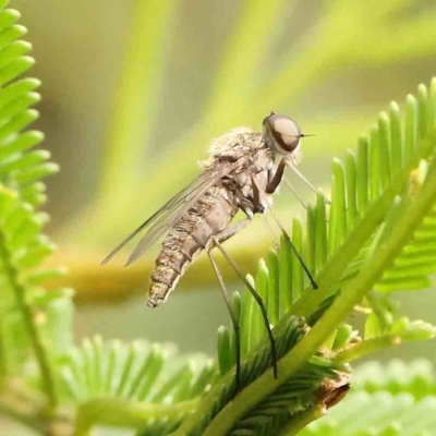 Geron sp. (genus) (Slender Bee Fly) at Dryandra St Woodland - 13 Jan 2024 by ConBoekel