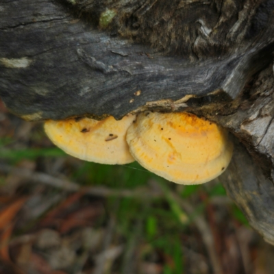 Truncospora ochroleuca at Captains Flat, NSW - 13 Jan 2024 by Csteele4