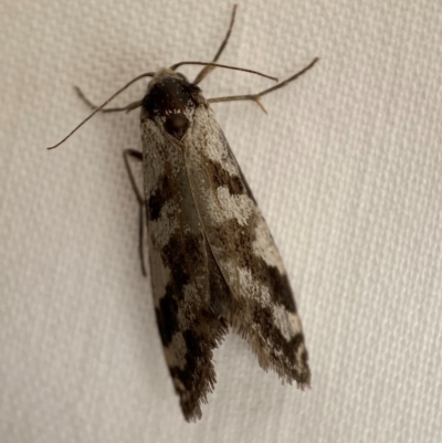 Lepidoscia (genus) ADULT (A Case moth) at Jerrabomberra, NSW - 13 Jan 2024 by SteveBorkowskis