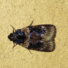 Araeopaschia undescribed spANIC19 (A Pyralid moth) at Jerrabomberra, NSW - 12 Jan 2024 by SteveBorkowskis